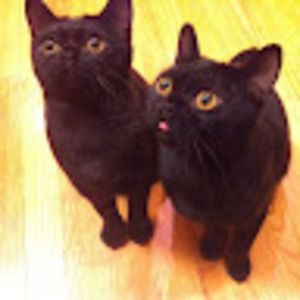 Meet your Posher, Audrey